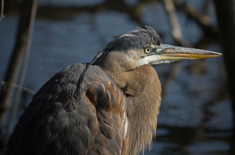 Great Blue Heron in Winter